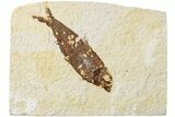 Fossil Fish (Knightia) - Green River Formation #234228-1
